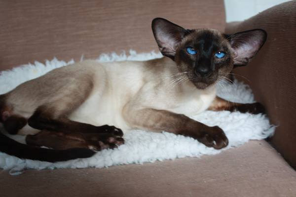 Siamese cat all about character, price, breeding and why it is