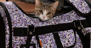 How to put the cat in the carrier and get it used to without stress