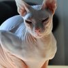 Cat Don Sphynx or Donskoy Price and farms
