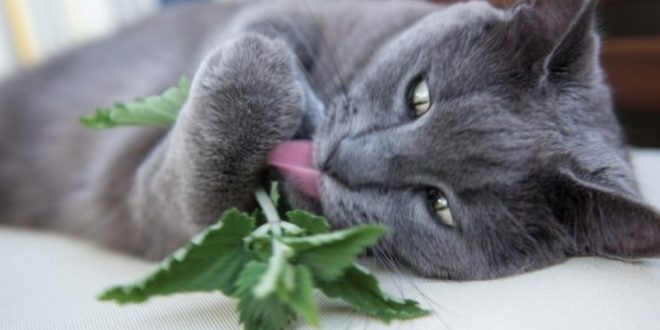 Catnip effects on cats and what it really is