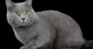Chartreux cat, character, prices and features