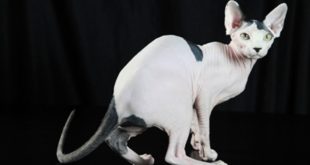 Hairless cat what are naked cats and why