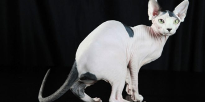 Hairless cat what are naked cats and why