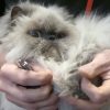 How to cut the cat's nails, when and why