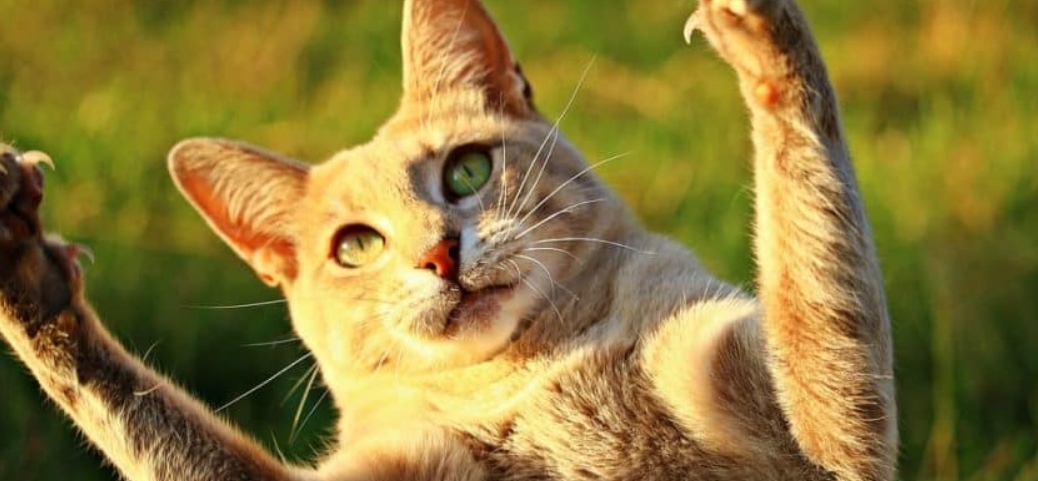 How to Calm a Hyperactive Kitten Cuteness