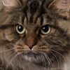 Siberian cat Character, characteristics and price