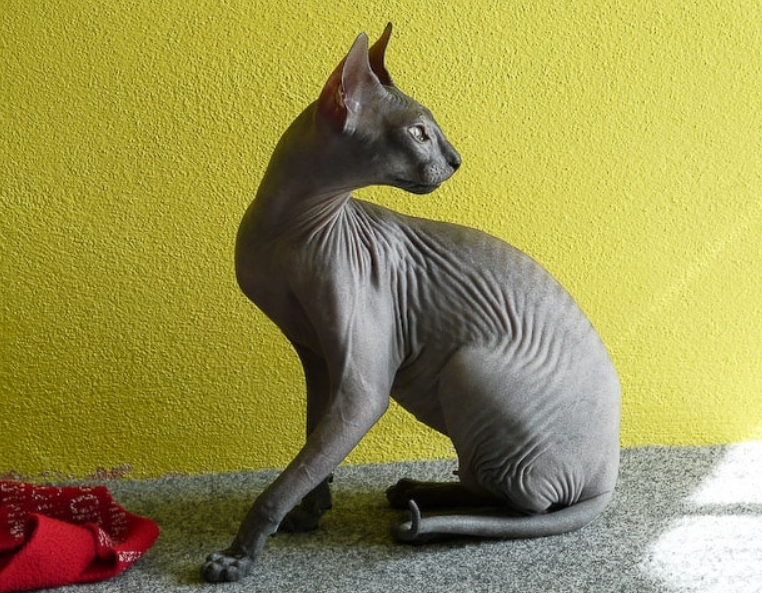 Sphynx, in this photo a cat without black hair
