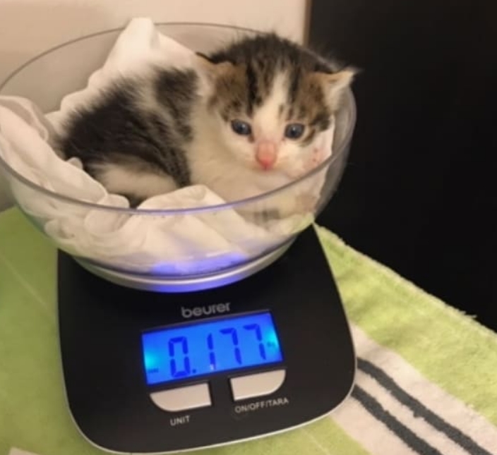 weigh a kitten