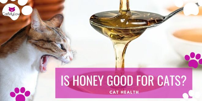 is honey good for cats