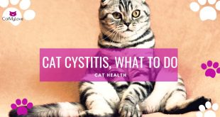 Cat cystitis symptoms treatment natural remedies