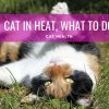 Cat in heat how long it lasts symptoms what to do