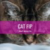 Cat FIP feline infectious peritonitis symptoms treatment and cure