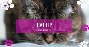 Cat FIP feline infectious peritonitis symptoms treatment and cure