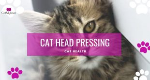 cat head pressing